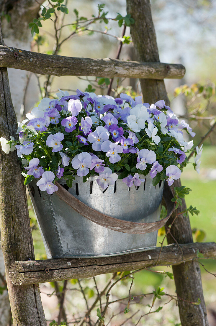 Zinc jardiniere with violets on old wooden ladder
