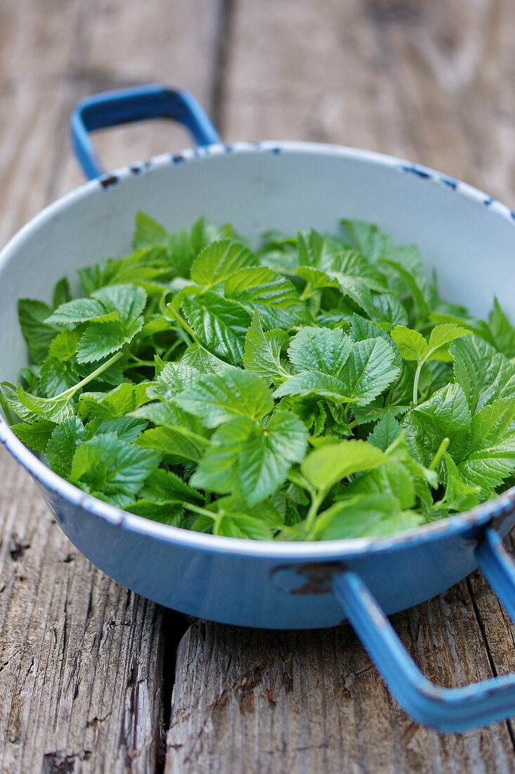 Fresh ground elder in an enamel bowl