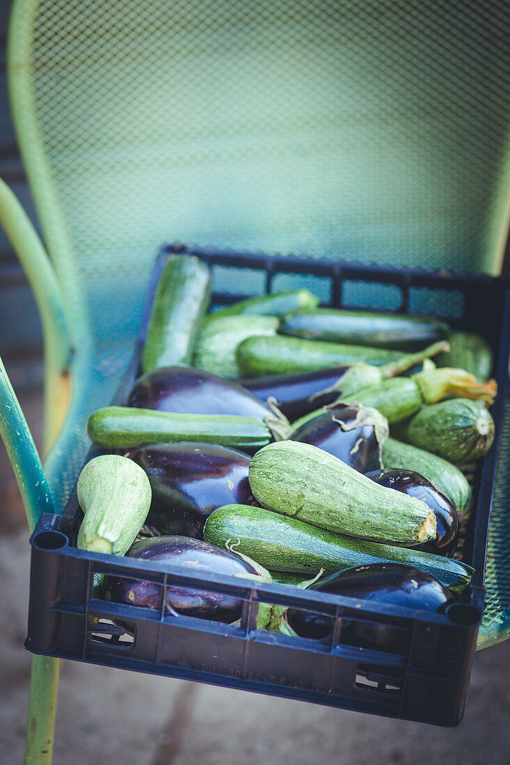 Frisch geerntete Zucchini und Auberginen in Steige