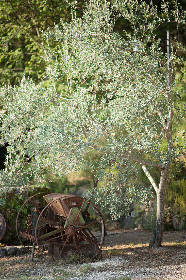 Olivenbaum und alte Sämaschine
