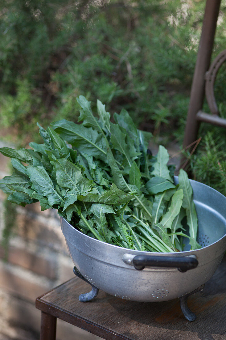 Rucola im Fussseiher