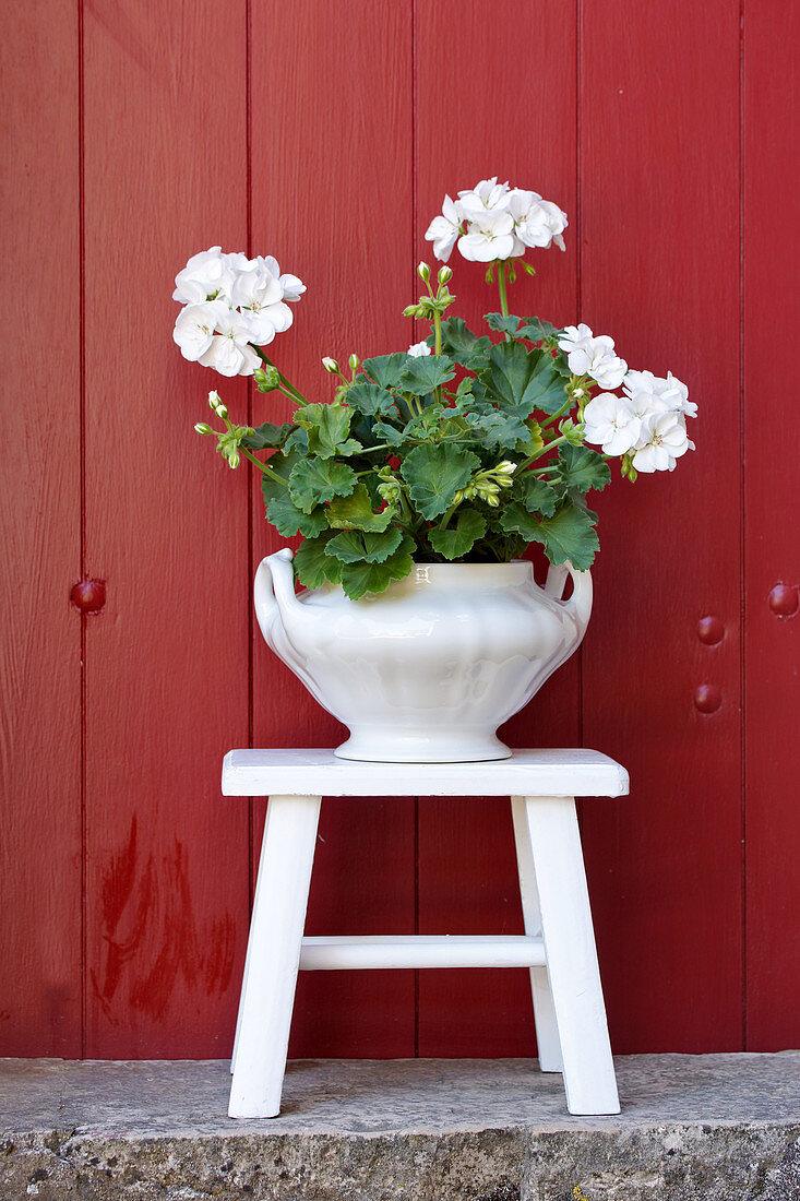 Geranium in white pot on white stool