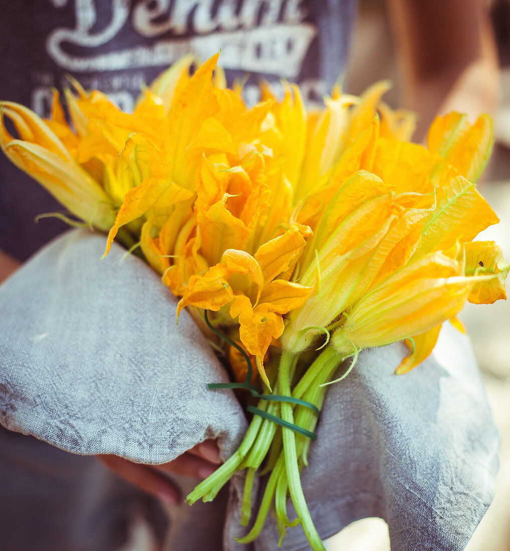 Hands hold bundled zucchini blossoms