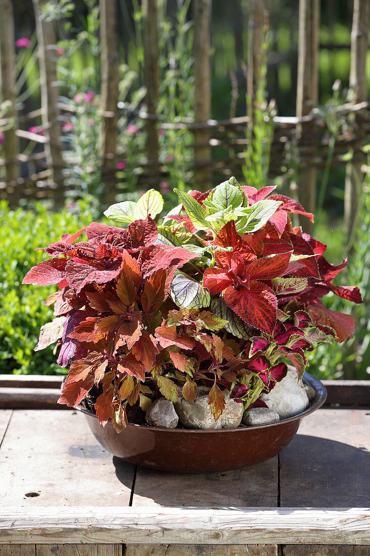Coleus planted in bowl on wooden table outside