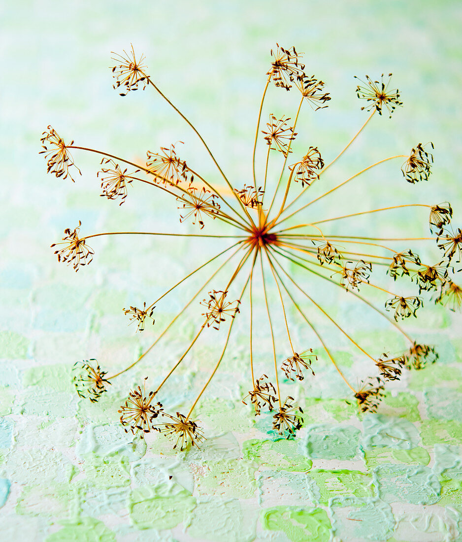 Dried dill blossoms