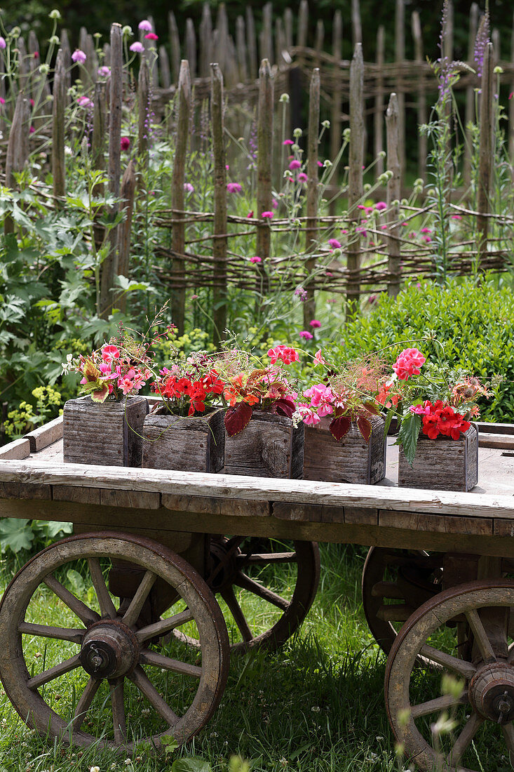 Garden decorated with geraniums and coleus in square wooden pots on old wooden cart