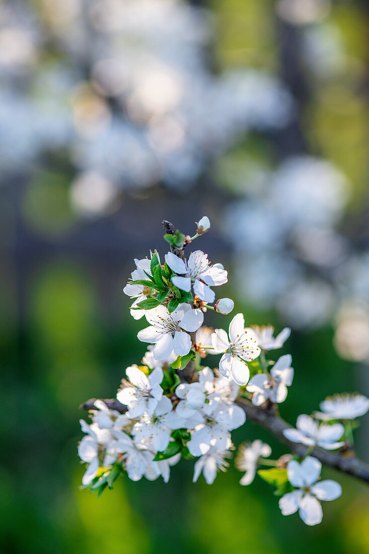 Spring blossoms