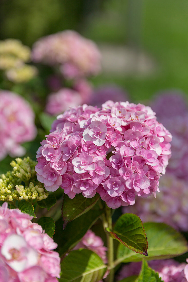 Hydrangea macrophylla 'Love' ®