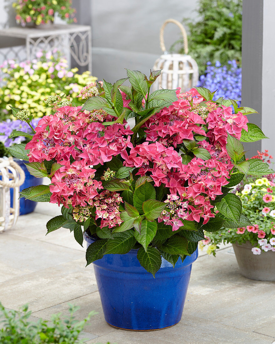 Hydrangea Shining Angel® pink