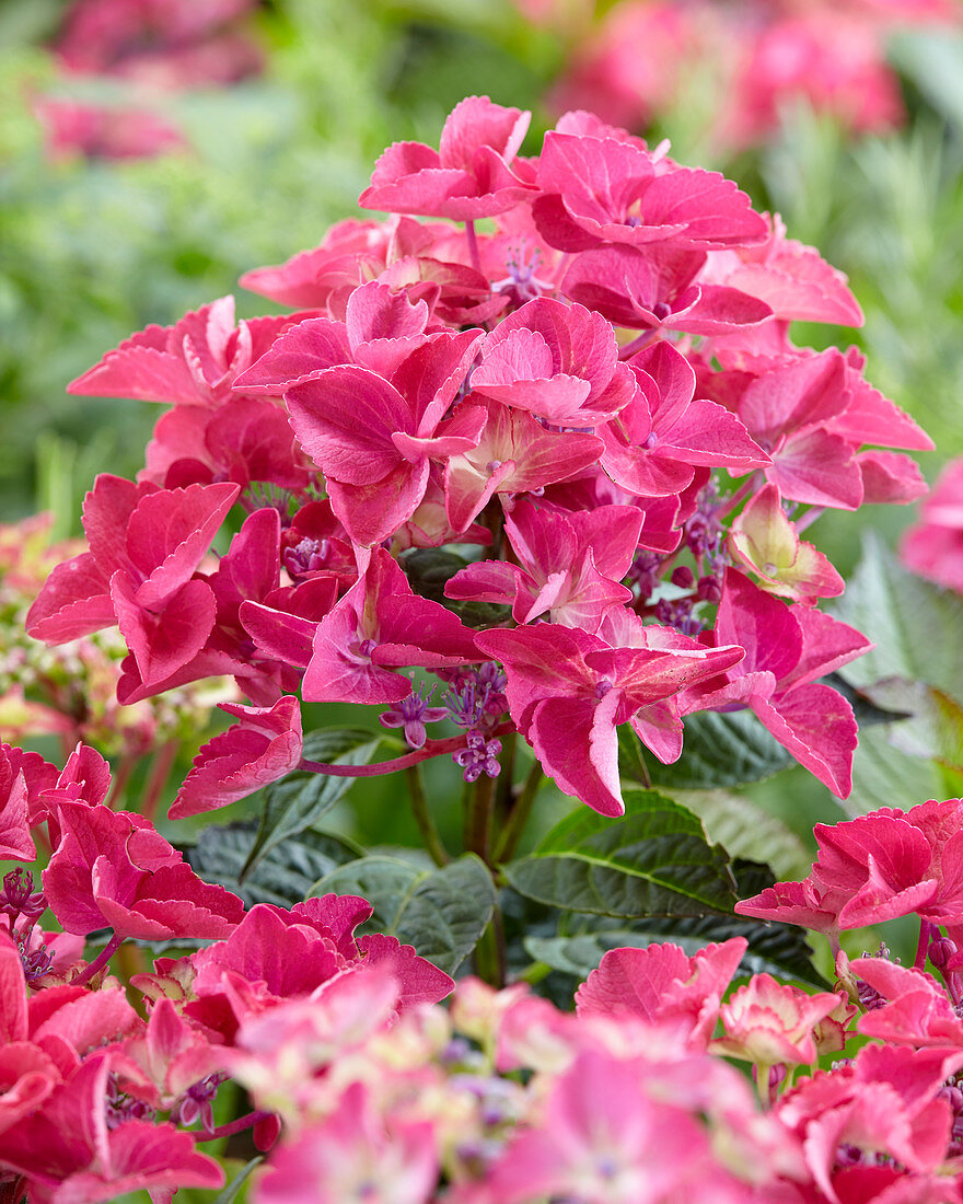 Hydrangea macrophylla 'Shining Angel' ® pink