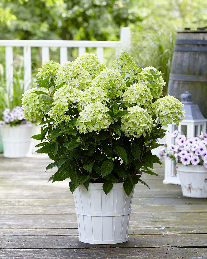 Hydrangea paniculata 'Whitelight'