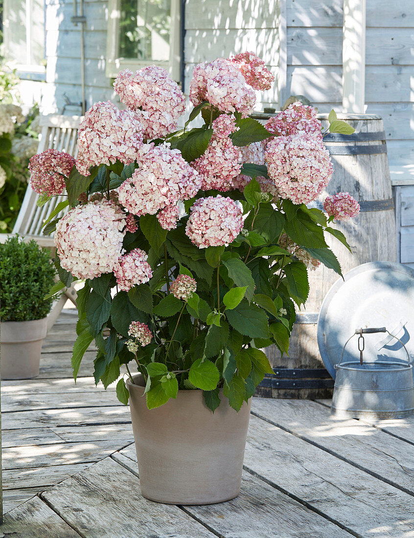 Hydrangea Candybelle® Bubblegum