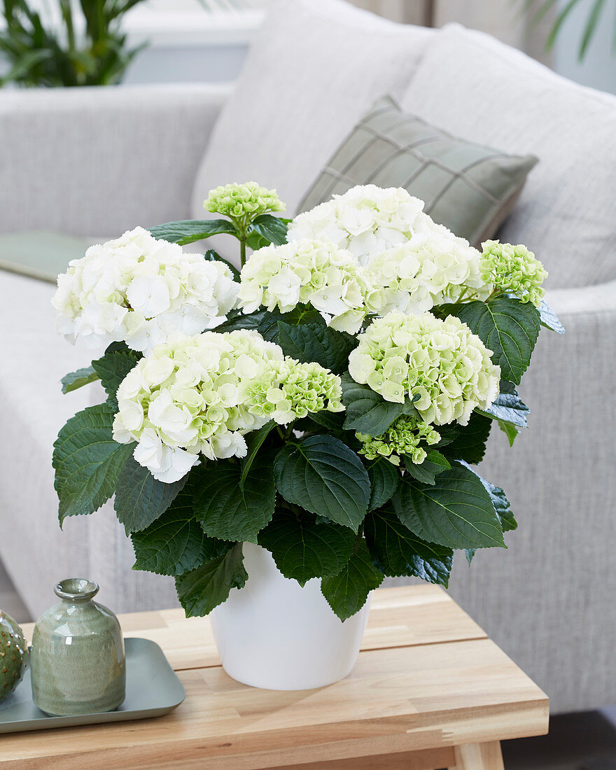 Hydrangea macrophylla 'Snowball'