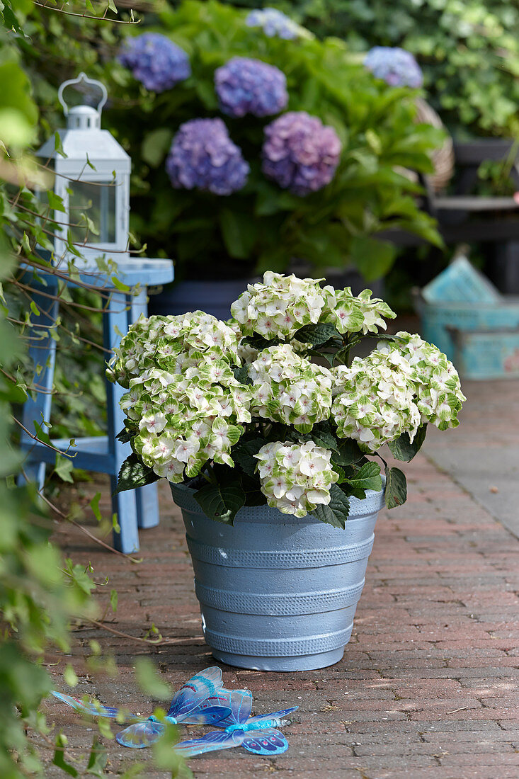 Hydrangea Magical ® Noblesse