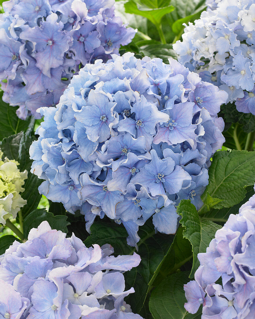 Hydrangea Spike ® 'Blue'