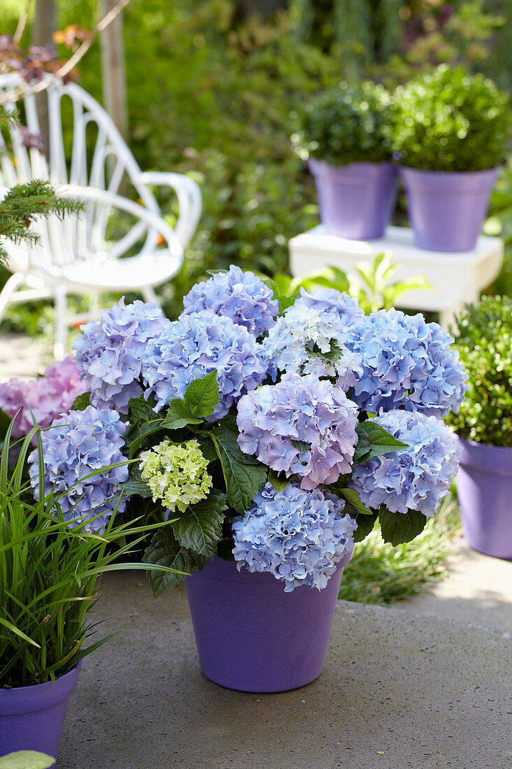 Hydrangea Spike ® 'Blue'