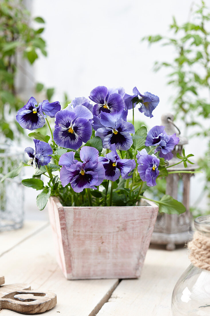 Tasty Viola F1 Sky Blue Shades