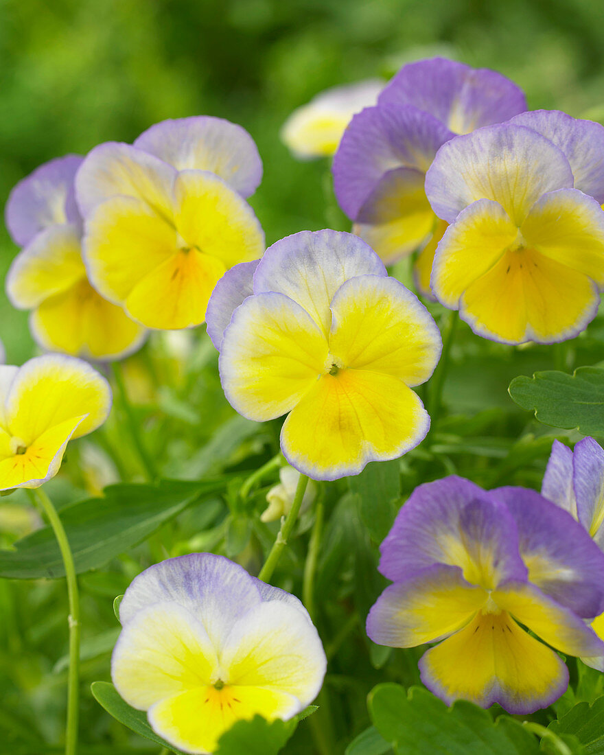 Viola Halo Lemon Frost