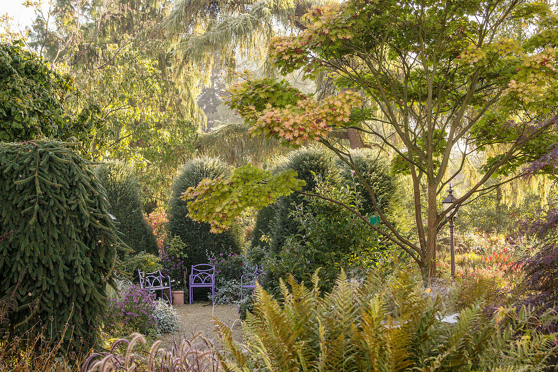 Farn und japanischer Ahorn im Garten im Hintergund Gartenstühle (Kreislehrgarten, Steinfurt, Deutschland)