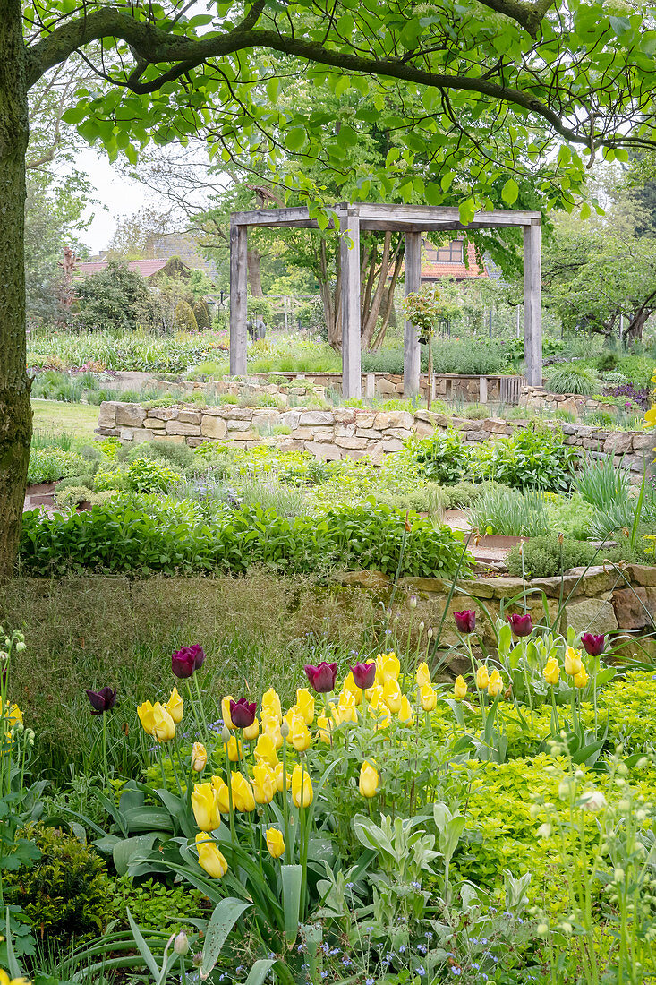 Flowering tulips and pergola in garden (district teaching garden, Steinfurt, Germany)