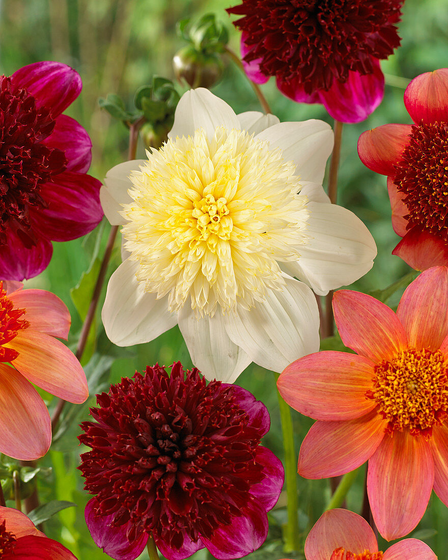 Dahlia mixed