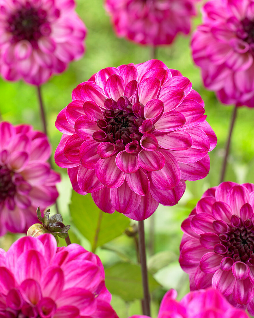 Dahlia 'Bayamo'