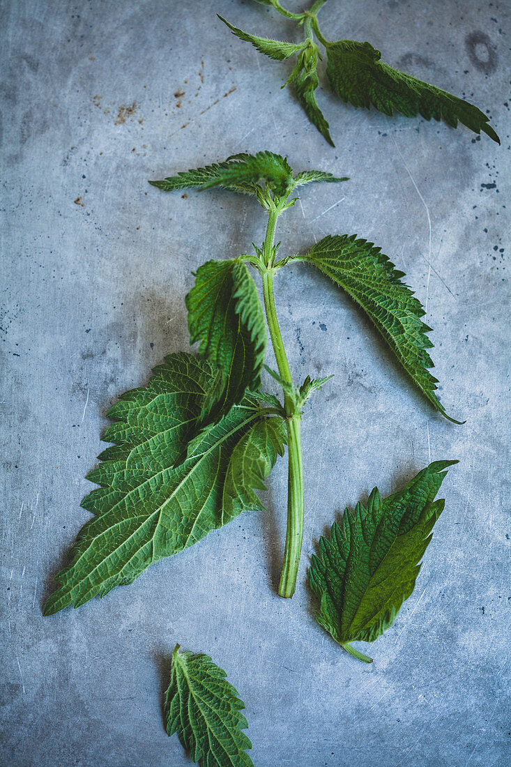 Fresh stinging nettle leaves