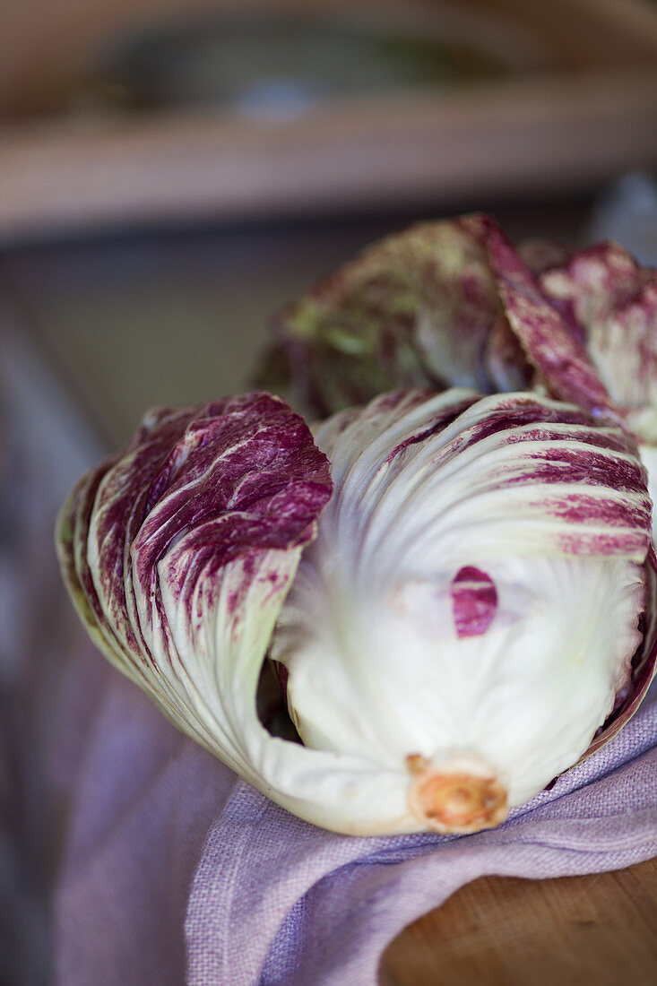 Red chicory