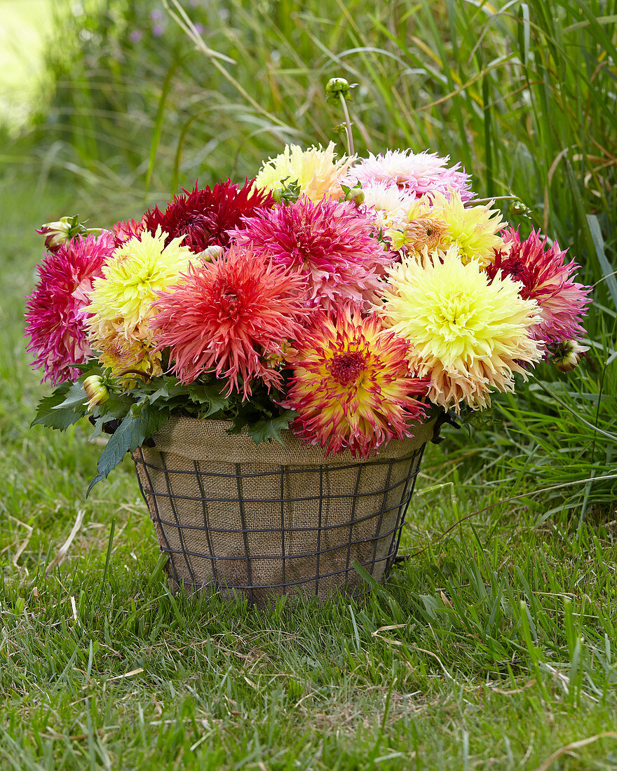 Dahlia mixed