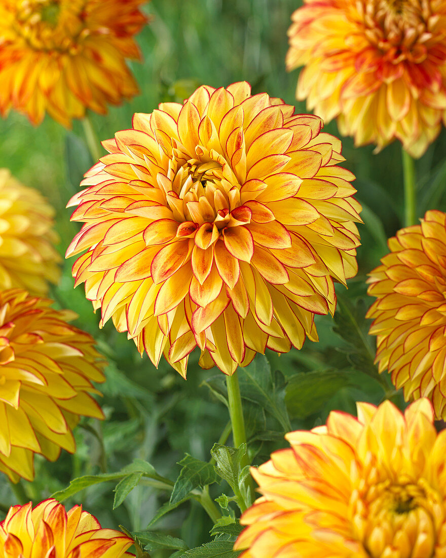 Dahlia Lake Ontario