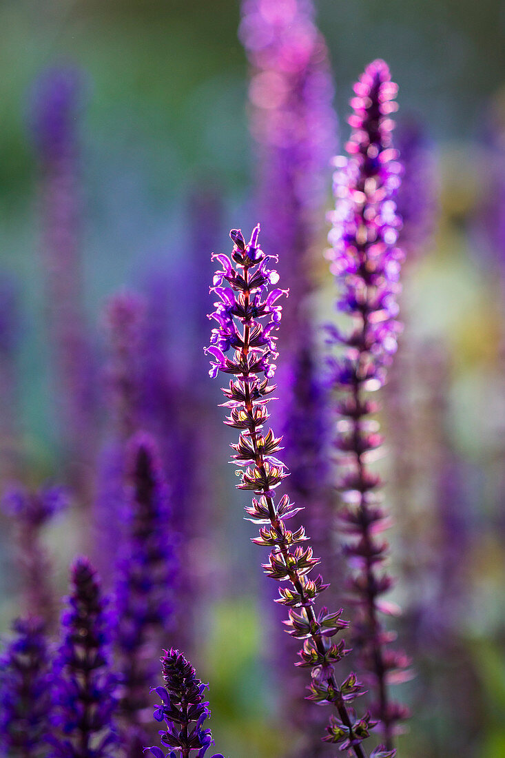 Purple flowering ornamental sage in the sunlight