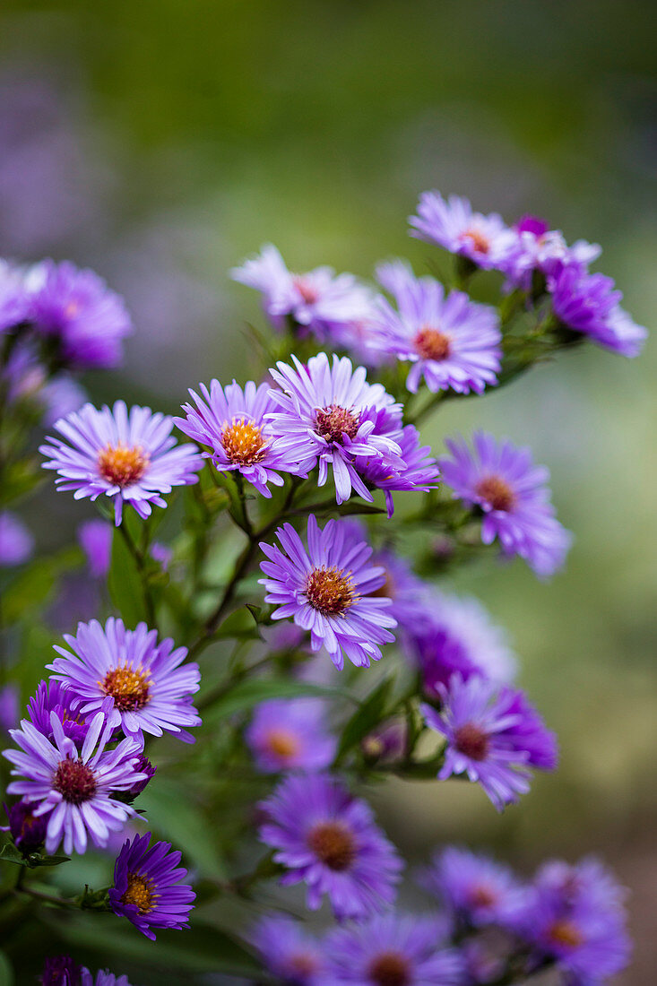 Purple flowering autumn asters