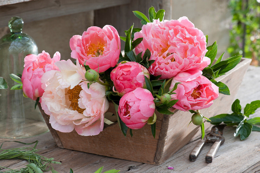 Freshly cut flowers of peony in a wooden box