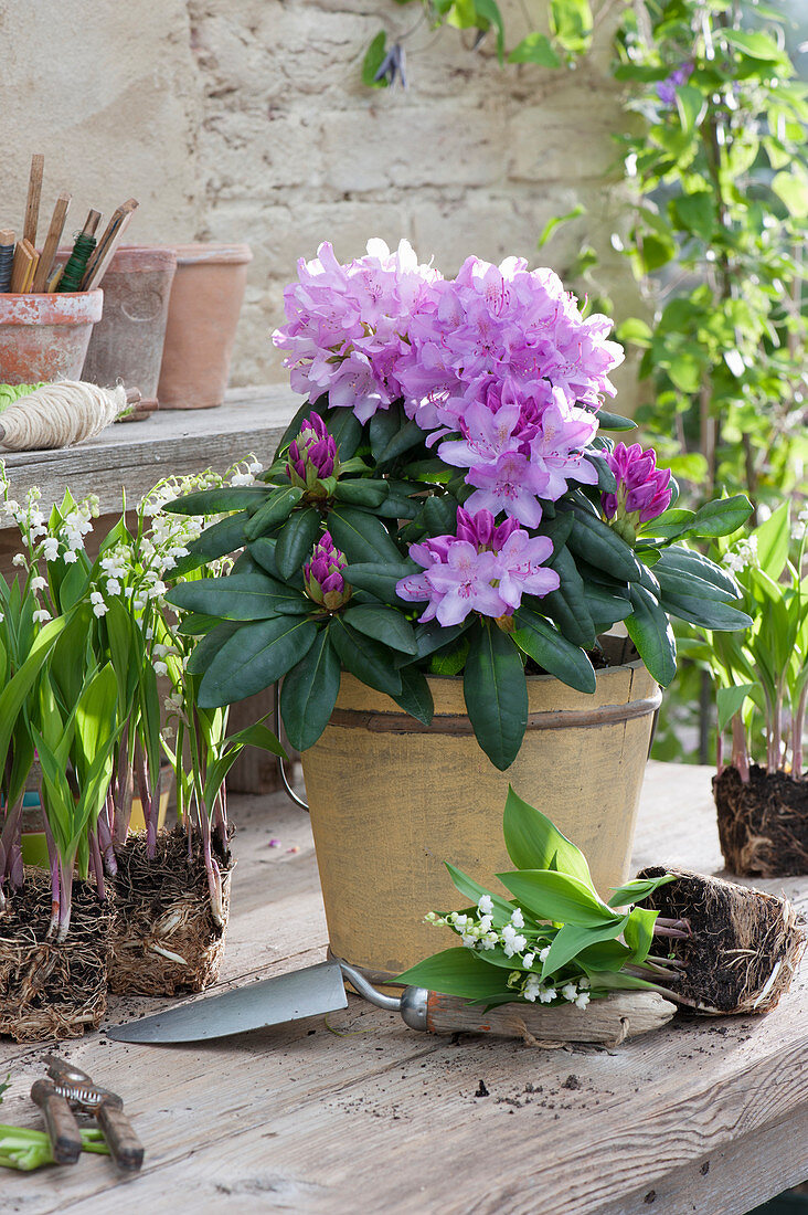 Rhododendron and lily of the valley on the pot table