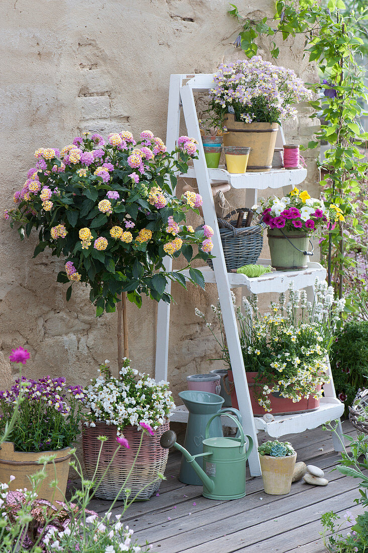 Changing rose 'Pink Yellow' with bacopa under a basket, Nemesia  'Vanilla Berry' 'Citrine' 'Pink Lemonade', petunia and white lavender