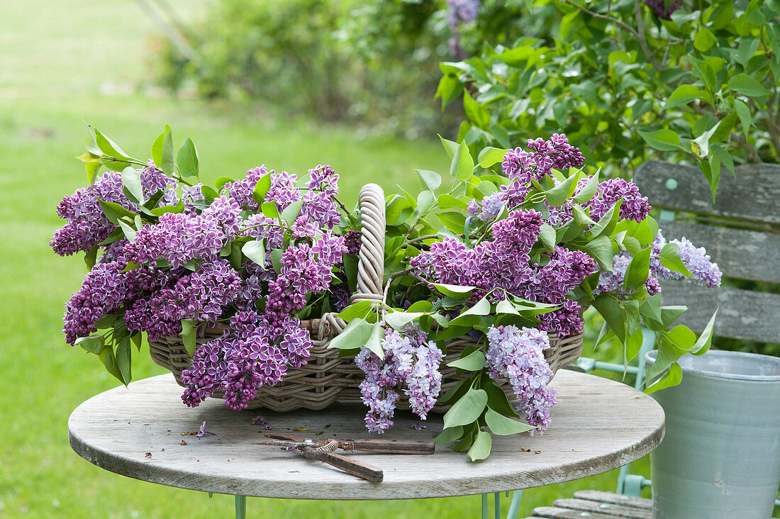 Basket with freshly cut lilacs