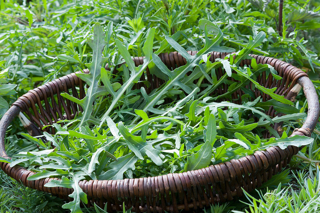 Freshly picked arugula in a basket