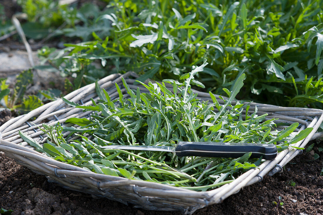 Freshly picked arugula in a basket