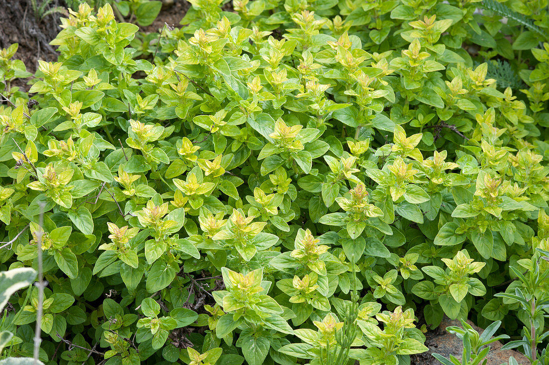 Gold oregano in early summer