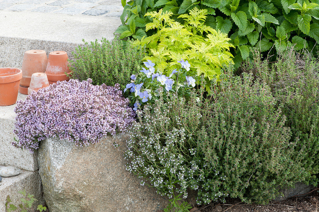 Herb bed with thyme, feverfew 'Aureum', mountain savory and lemon balm