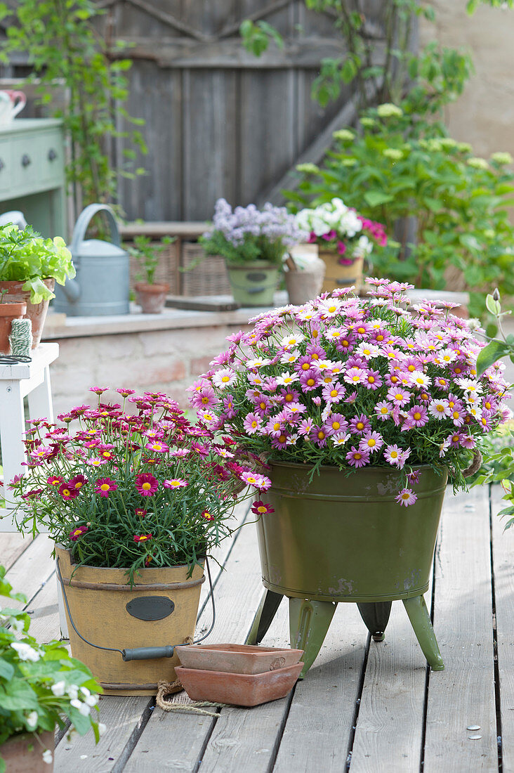 Strauchmargeriten 'Bubblegum Blast' und 'Meteor Red' auf der Terrasse