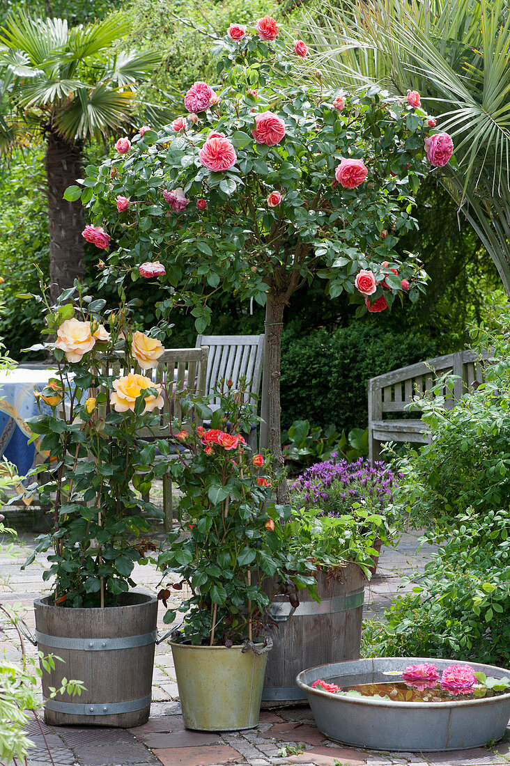 Rose terrace with stem rose 'Chippendale', hybrid tea rose 'Eureka' and floribunda rose 'Gebrüder Grimm', lavender