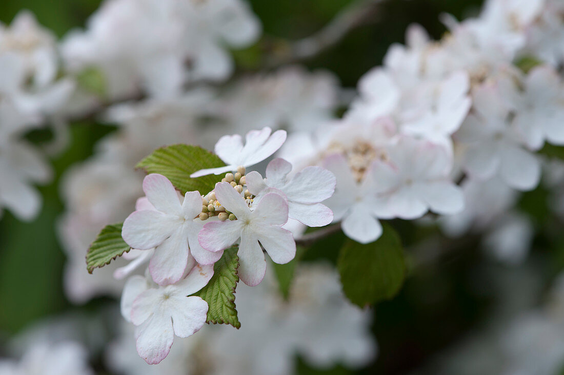 Japanese snowball 'Summer Snowflake'