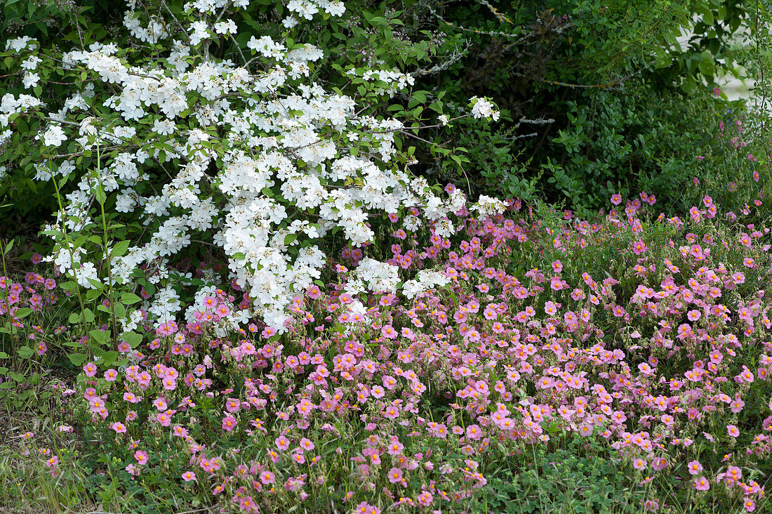 Sunflower 'Lawrensons Pink' and Japanese snowball