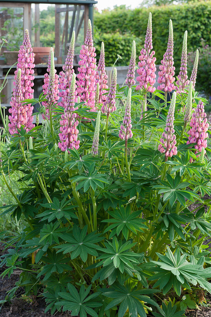 Flowering lupine in the bed