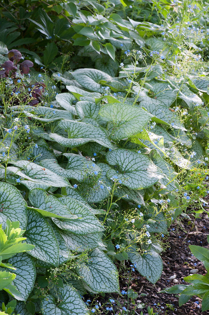 Caucasus forget-me-not 'Jack Frost'