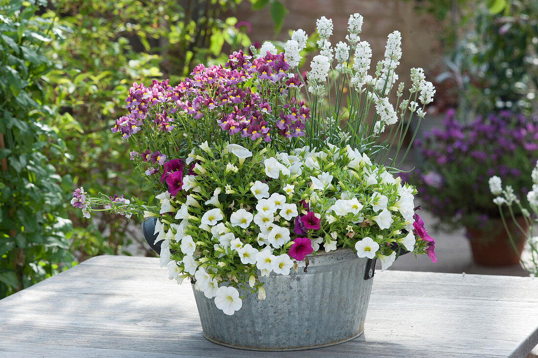 Zinc bowl with petunias, 'Boysenberry' Fairy Kisses, and white lavender