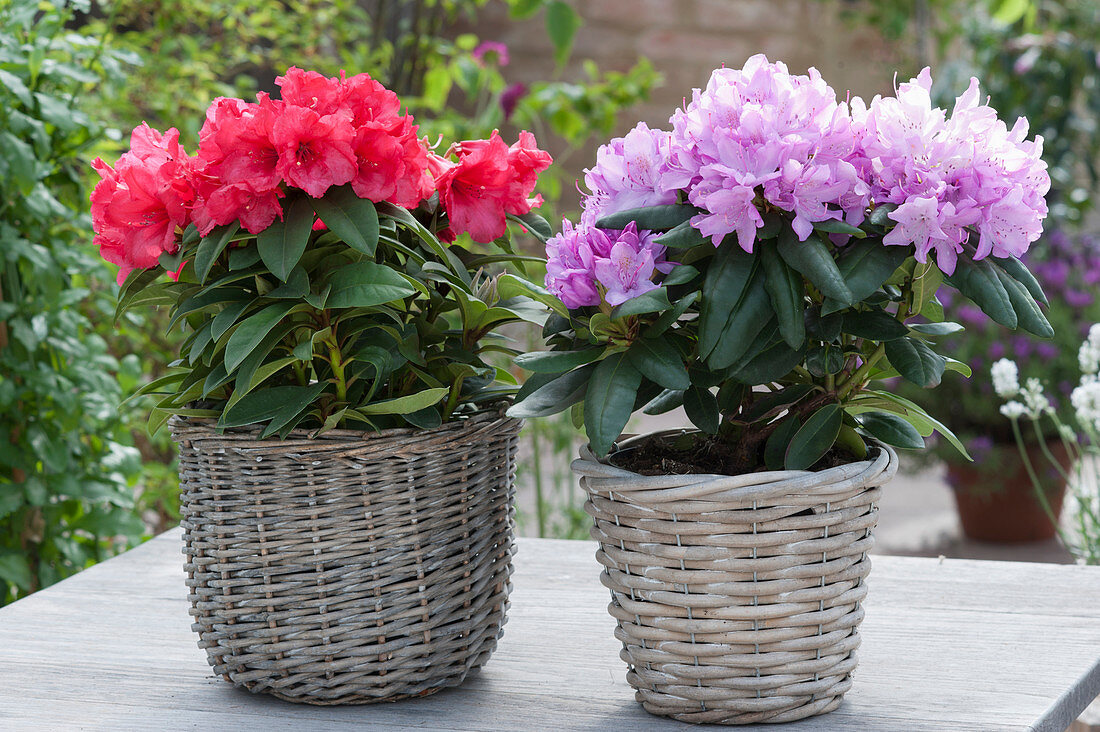 Rhododendron in baskets