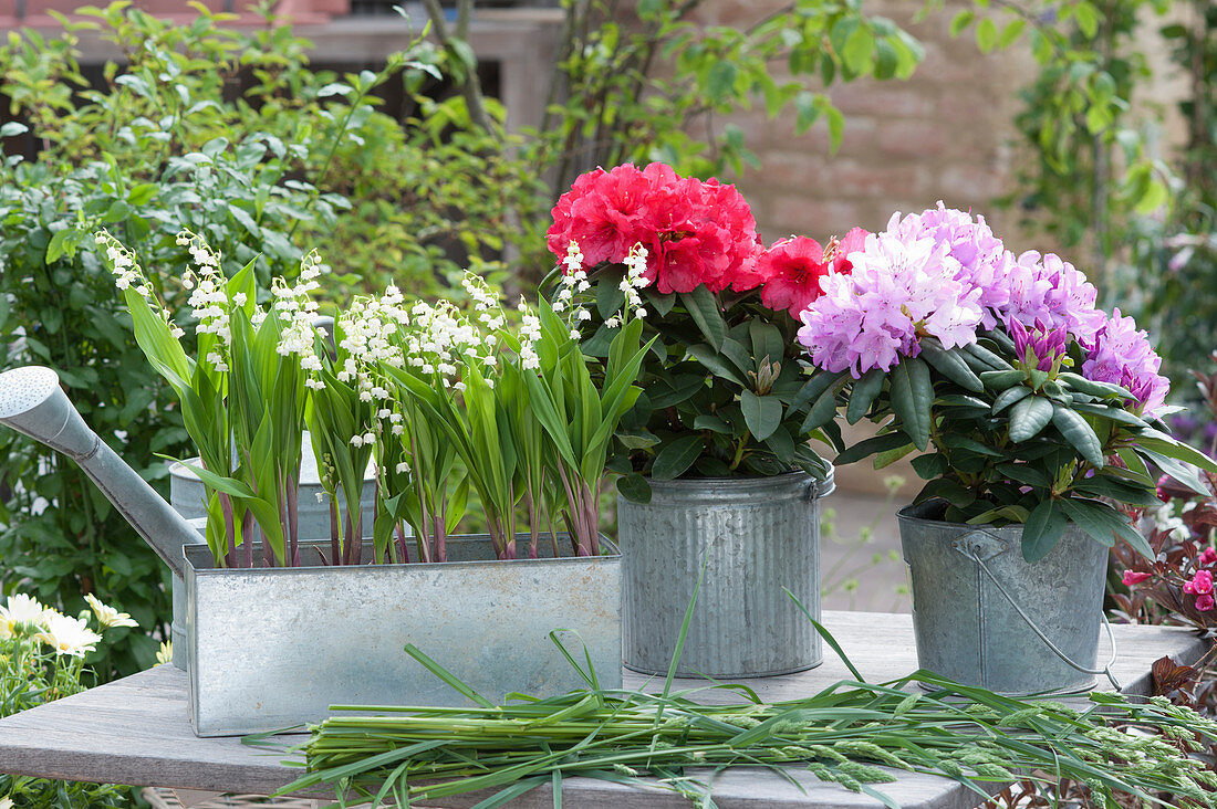 Zinc box with lily of the valley and rhododendron in zinc pots