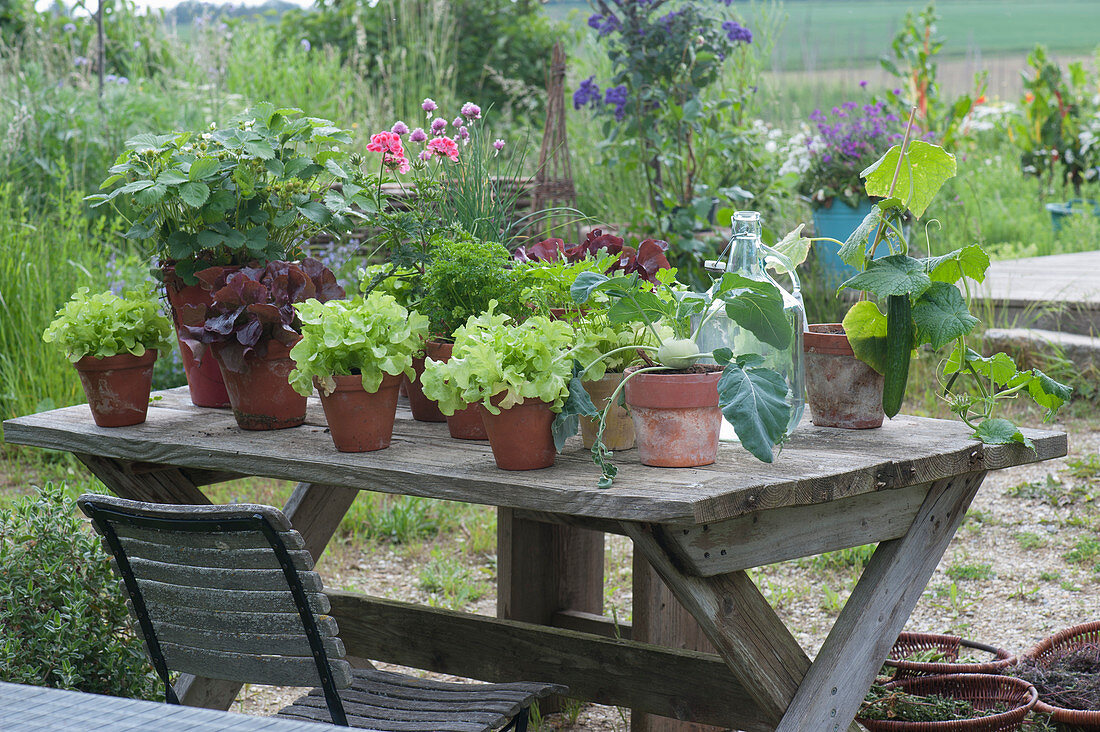 container garden of Lettuce plants, kohlrabi, cucumber, parsley, chives, and strawberries